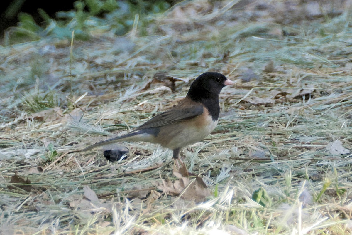 Dark-eyed Junco - ML620167567