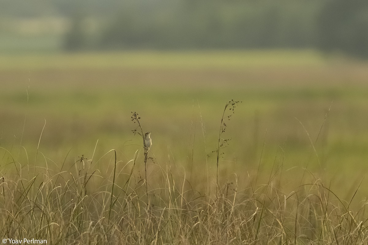 Aquatic Warbler - ML620167569