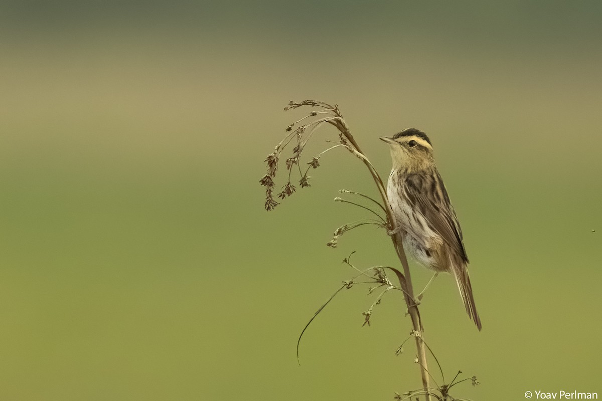 Aquatic Warbler - ML620167574