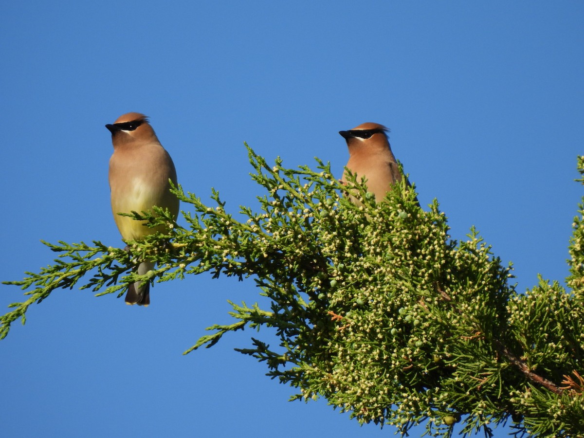 Cedar Waxwing - ML620167586