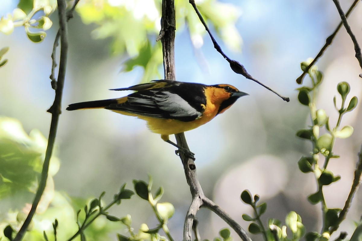 Bullock's Oriole - ML620167593