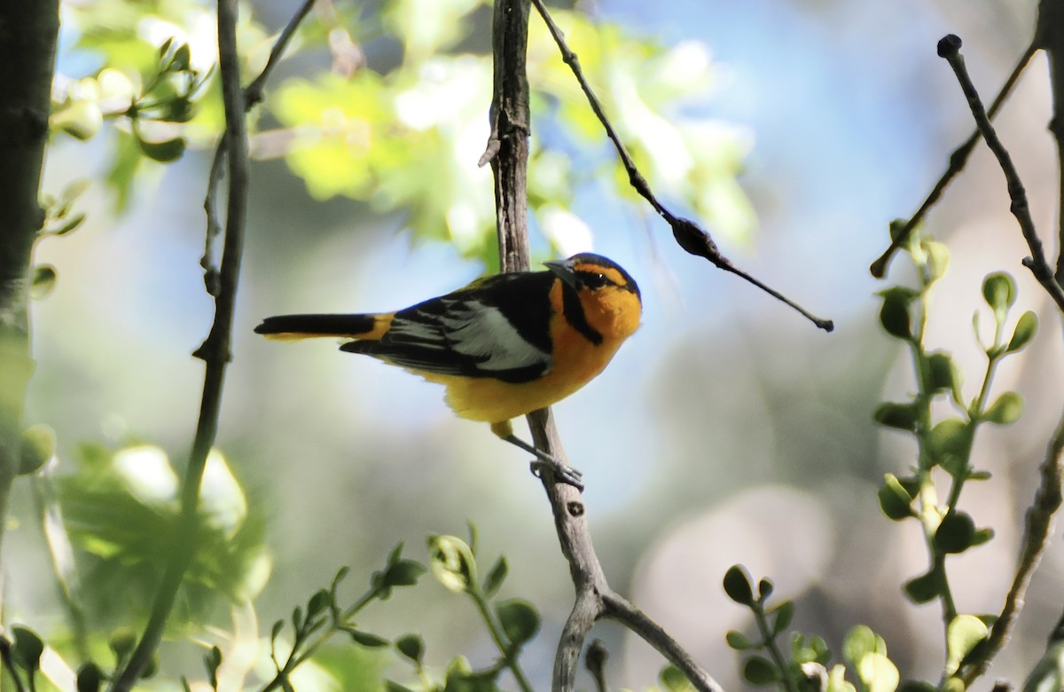 Bullock's Oriole - ML620167594