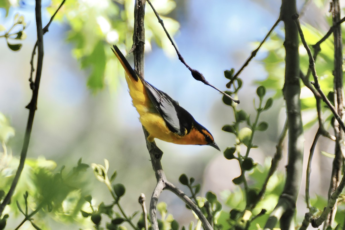 Bullock's Oriole - ML620167595