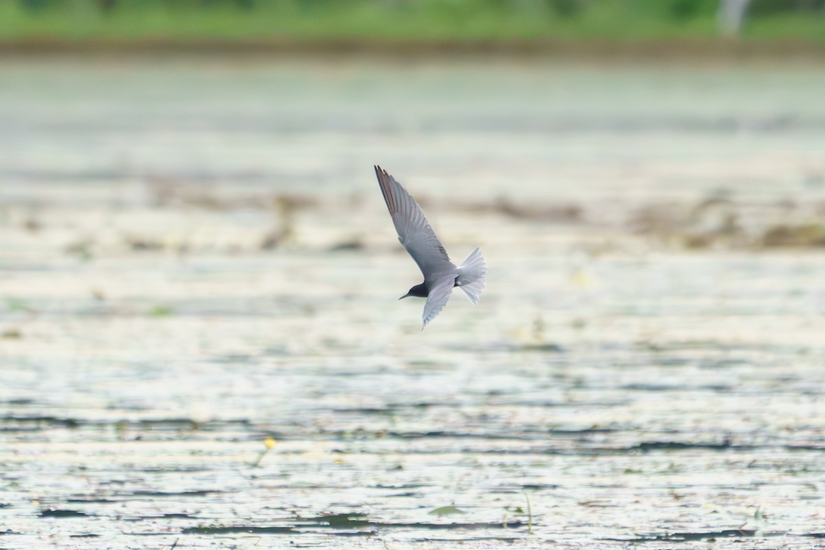 Black Tern - ML620167603