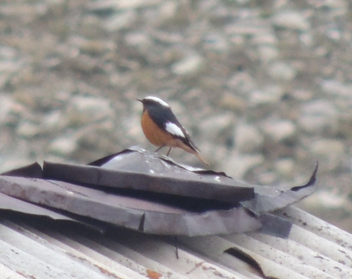 White-winged Redstart - ML620167607