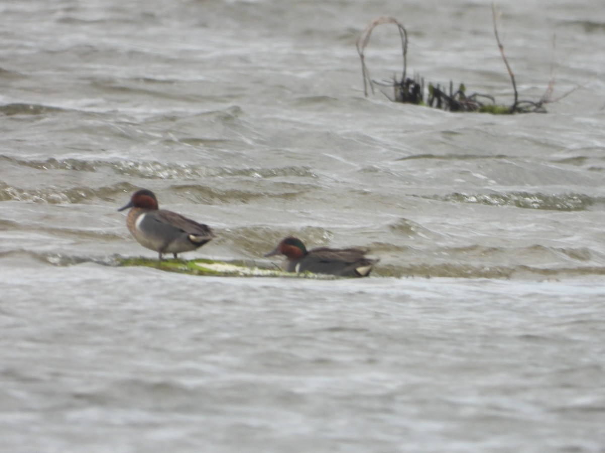 小水鴨(carolinensis) - ML620167608