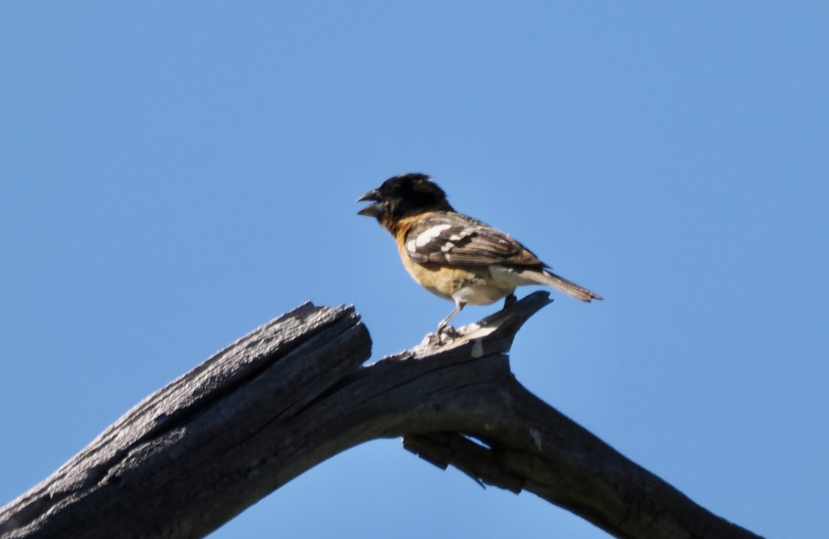 Black-headed Grosbeak - ML620167611