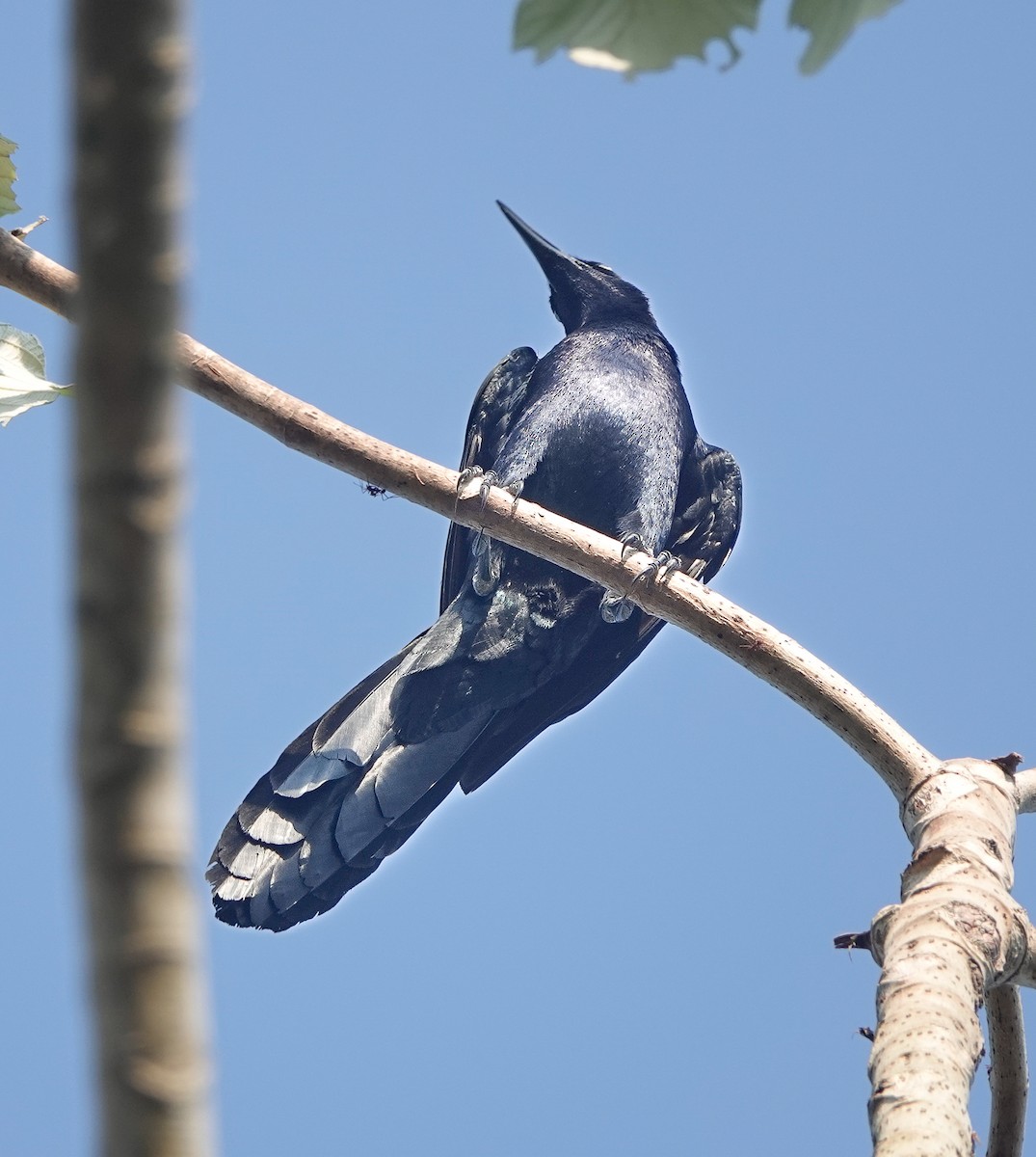 Great-tailed Grackle - ML620167612