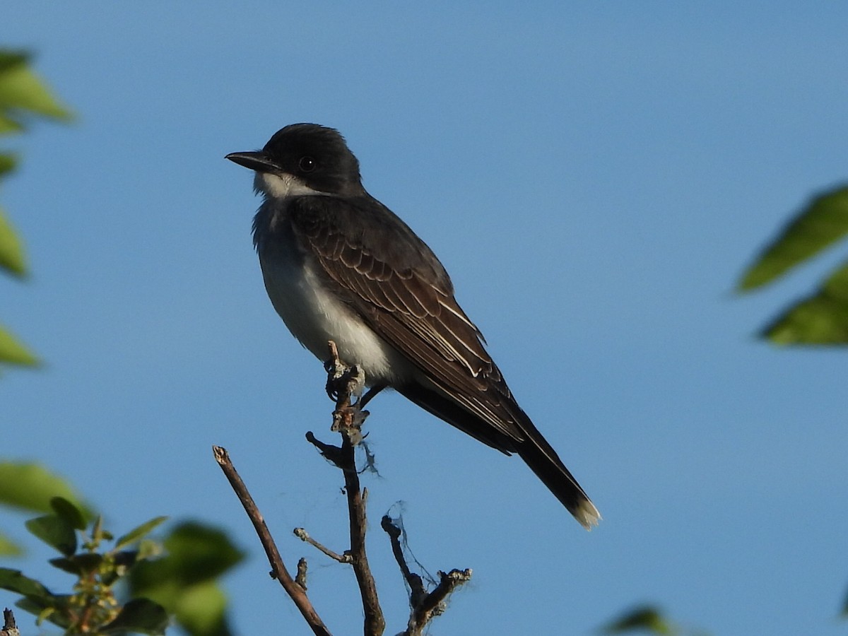 Schieferrücken-Königstyrann - ML620167613