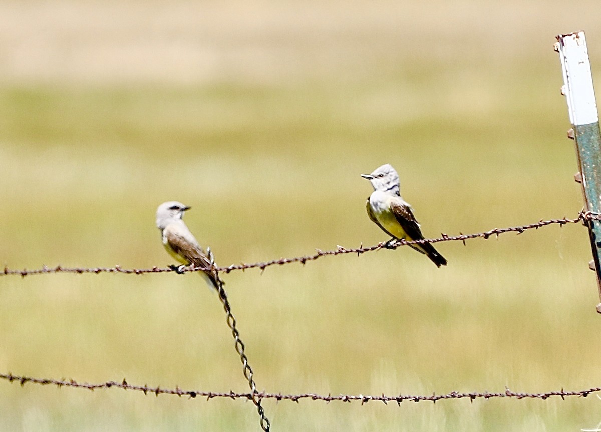 Western Kingbird - ML620167619