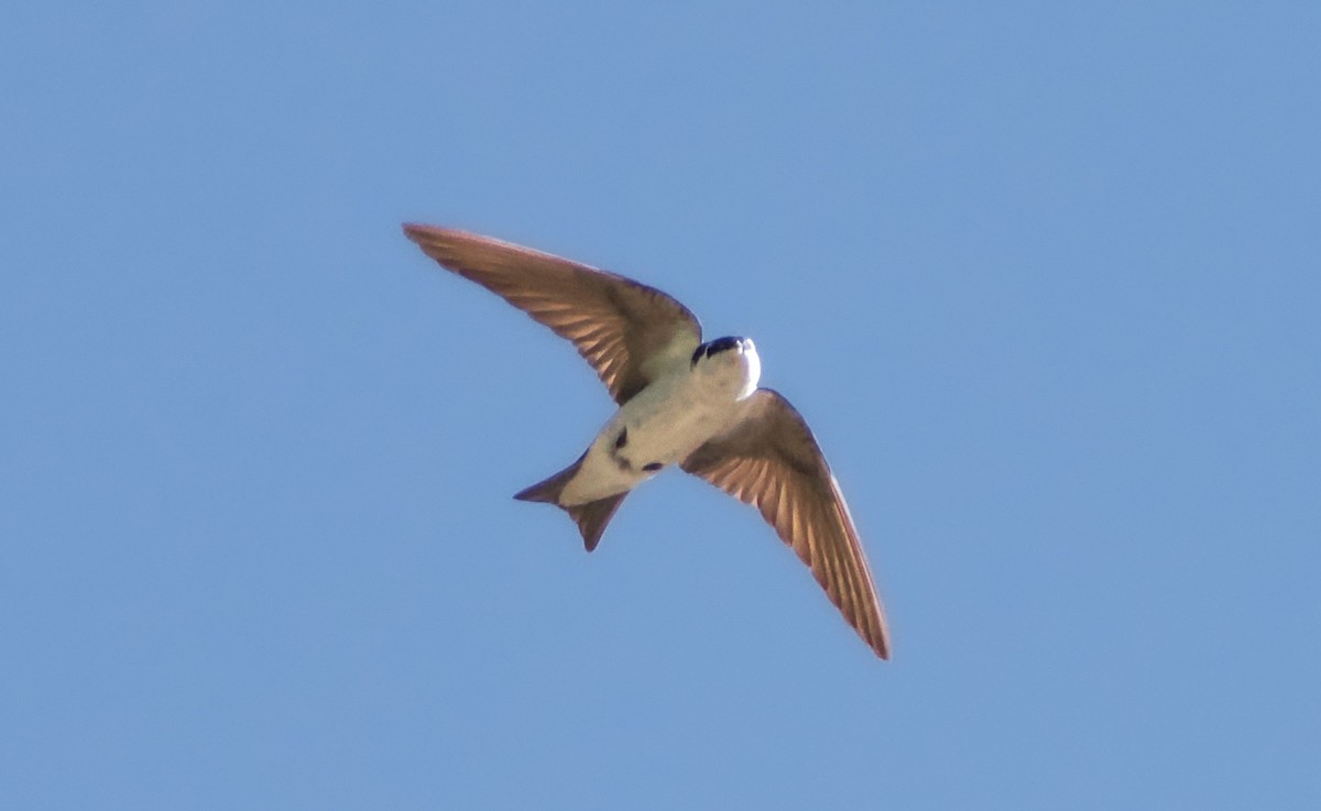 Violet-green Swallow - ML620167624