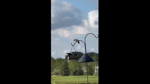 Red-bellied Woodpecker - ML620167628