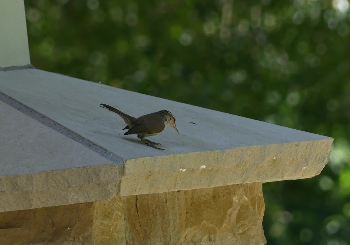 Bewick's Wren - ML620167635