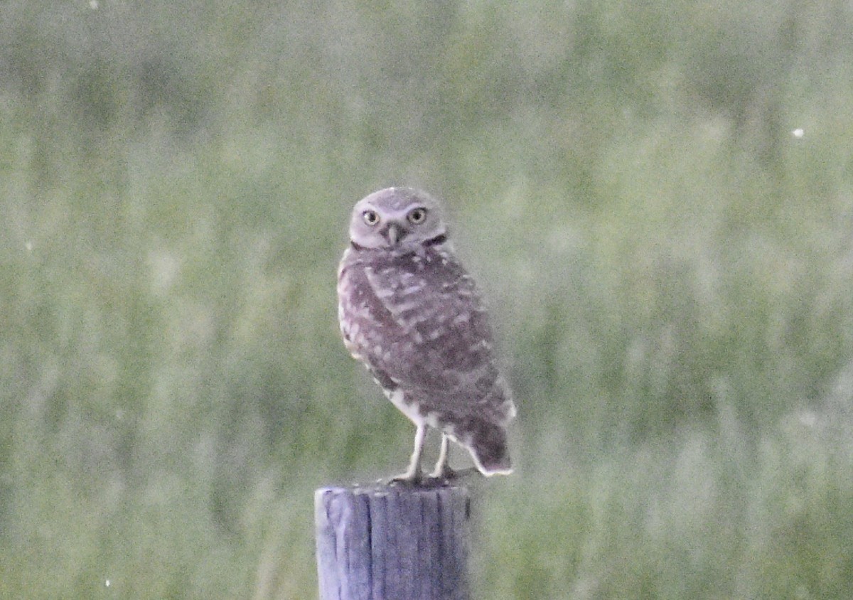 Burrowing Owl - ML620167636