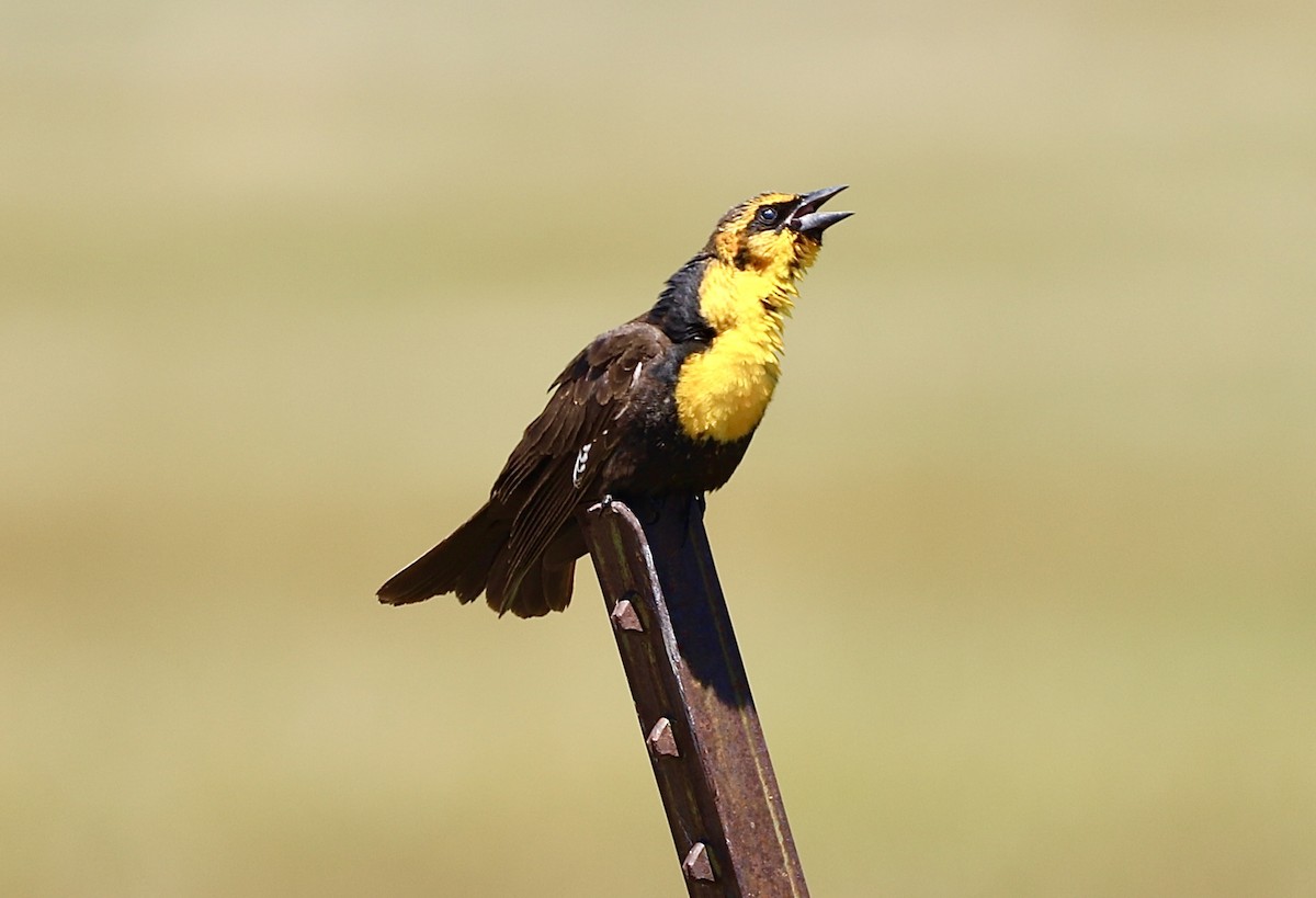 Yellow-headed Blackbird - ML620167637