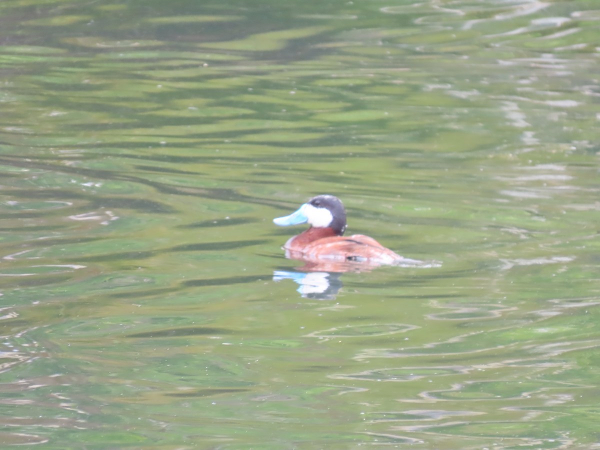 Ruddy Duck - ML620167641