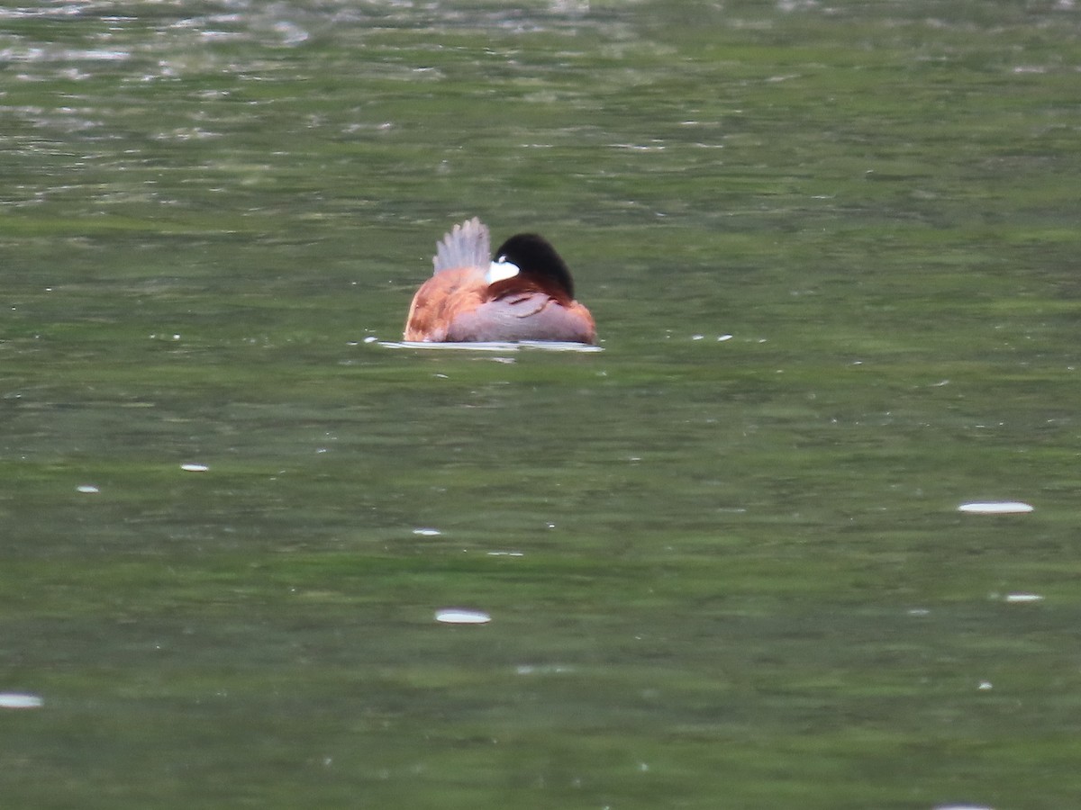 Ruddy Duck - ML620167642