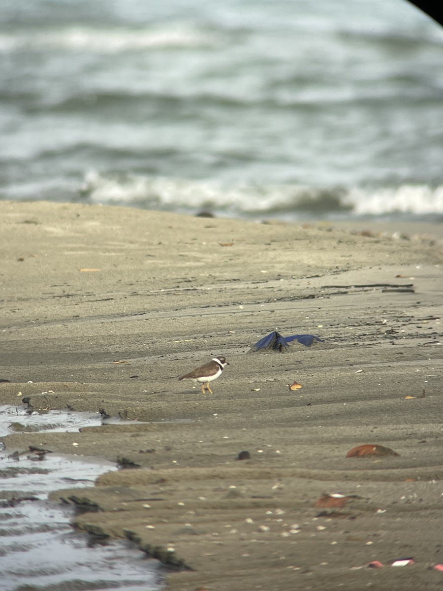 Semipalmated Plover - ML620167645