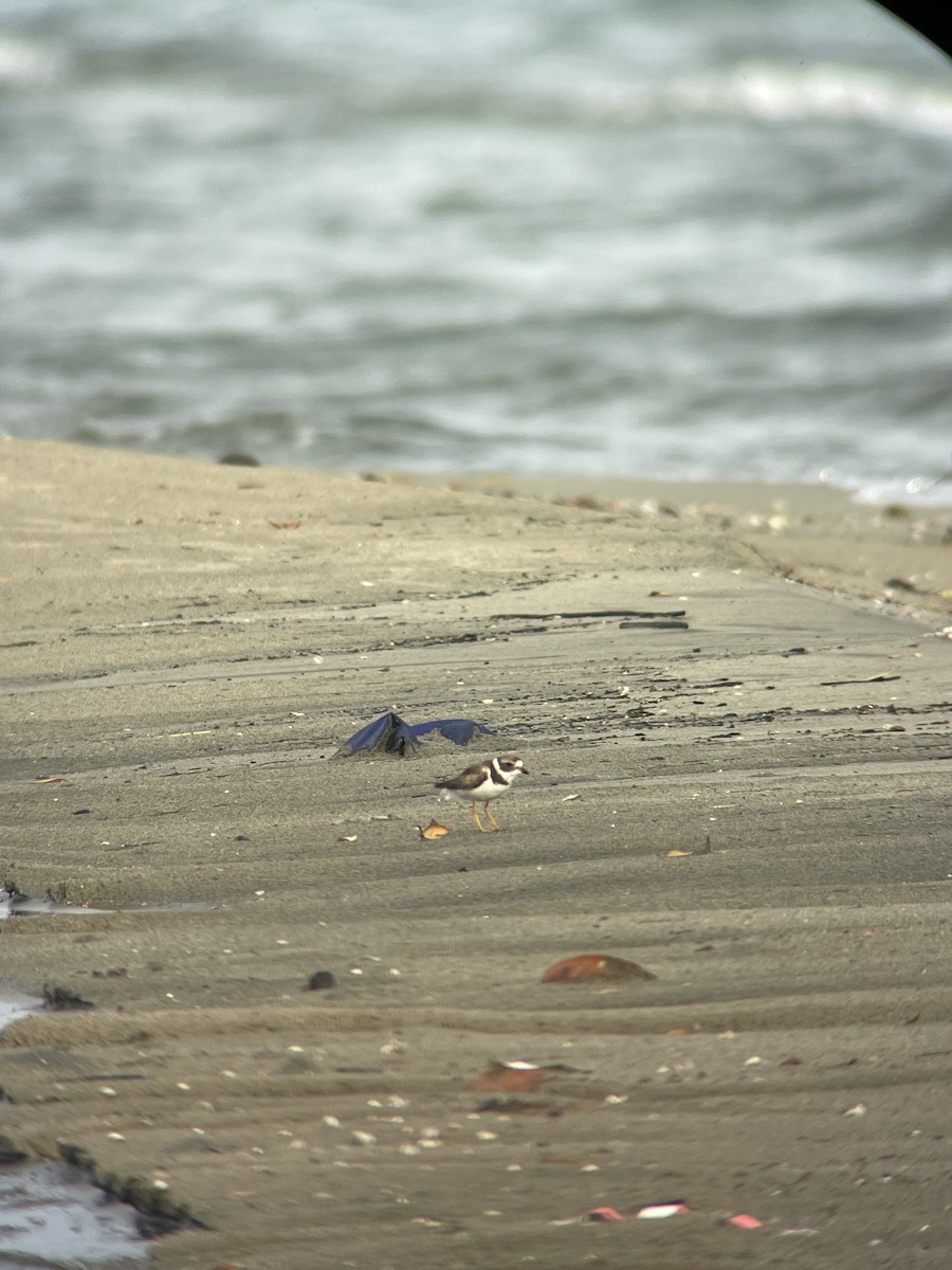 Semipalmated Plover - ML620167646