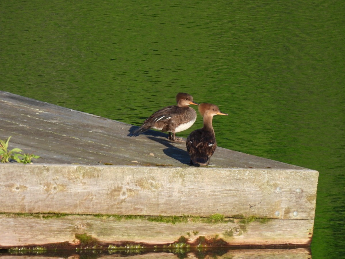 Hooded Merganser - ML620167649