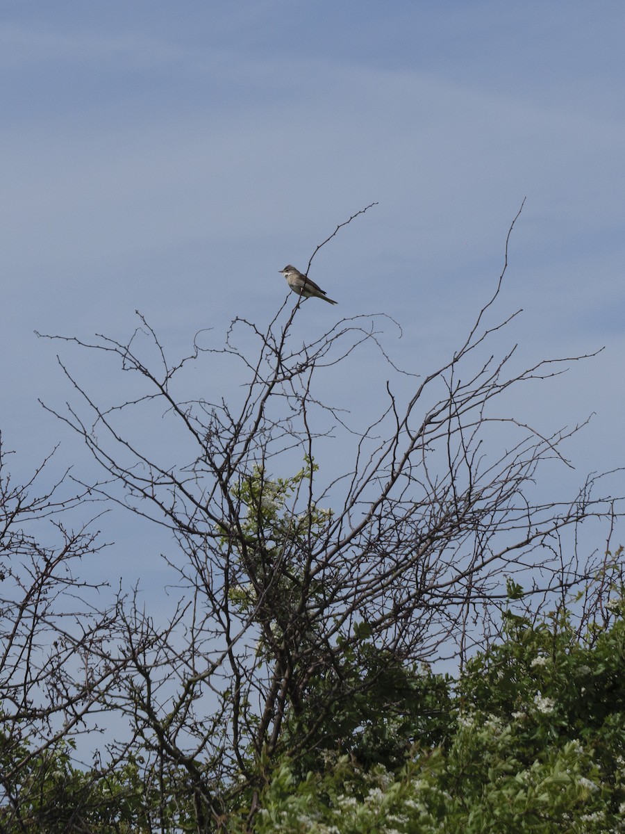 Greater Whitethroat - ML620167662