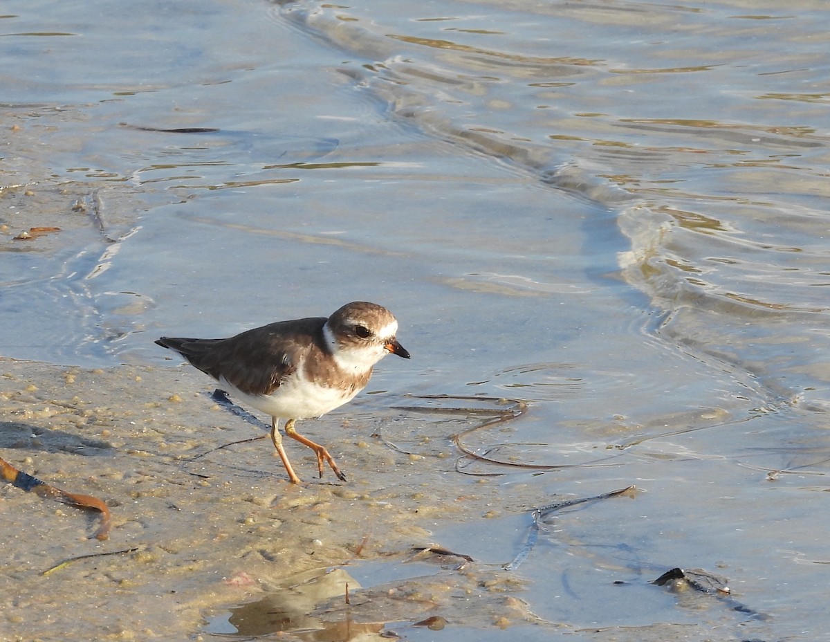 Semipalmated Plover - ML620167663