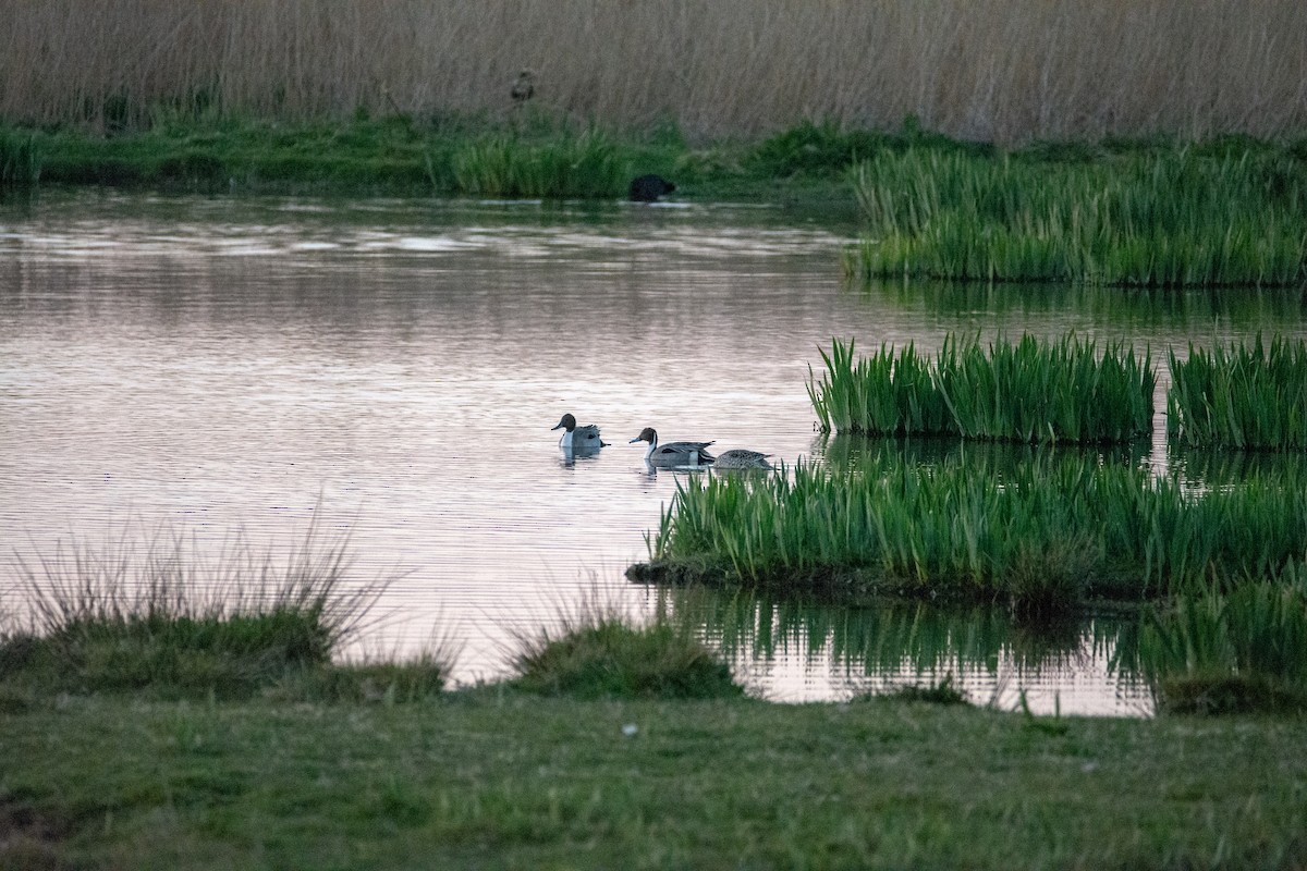 Northern Pintail - ML620167664