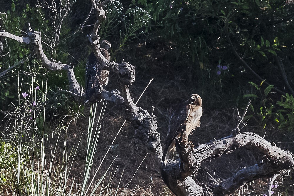 Red-tailed Hawk - ML620167666