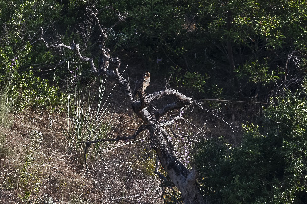 Red-tailed Hawk - ML620167667