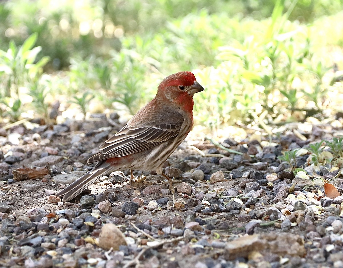 House Finch - ML620167668