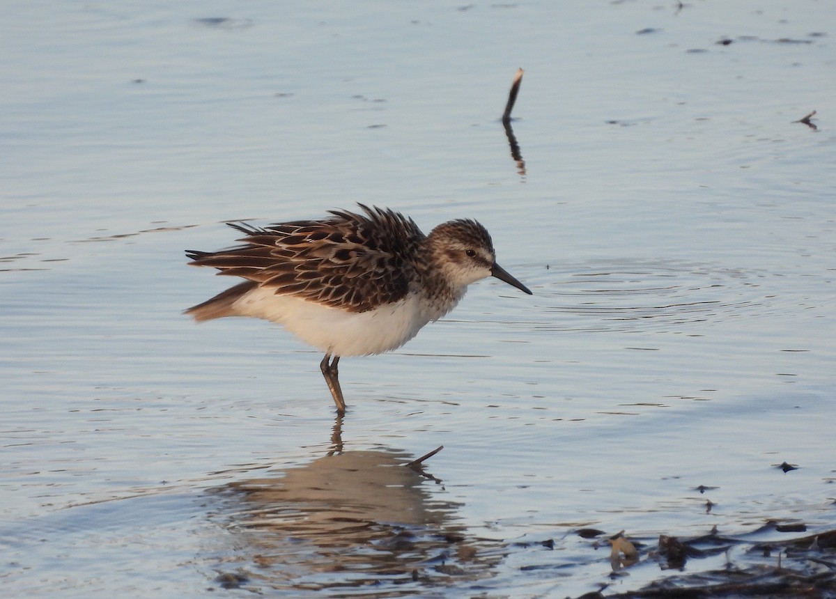 Semipalmated Sandpiper - ML620167672