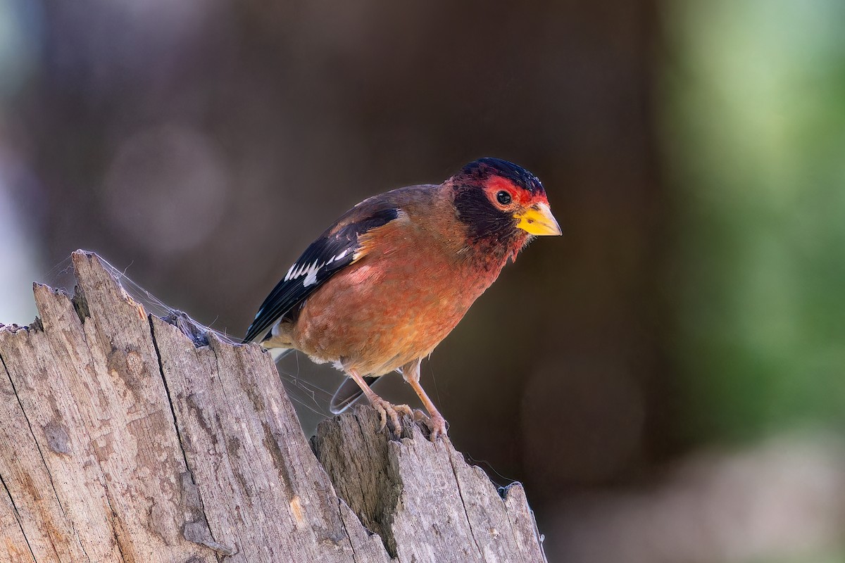 Spectacled Finch - ML620167677