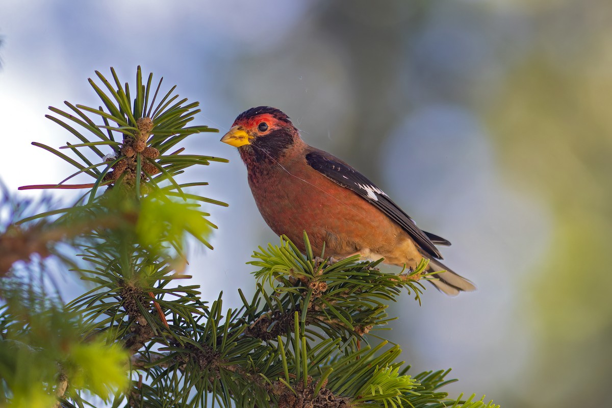 Spectacled Finch - ML620167679