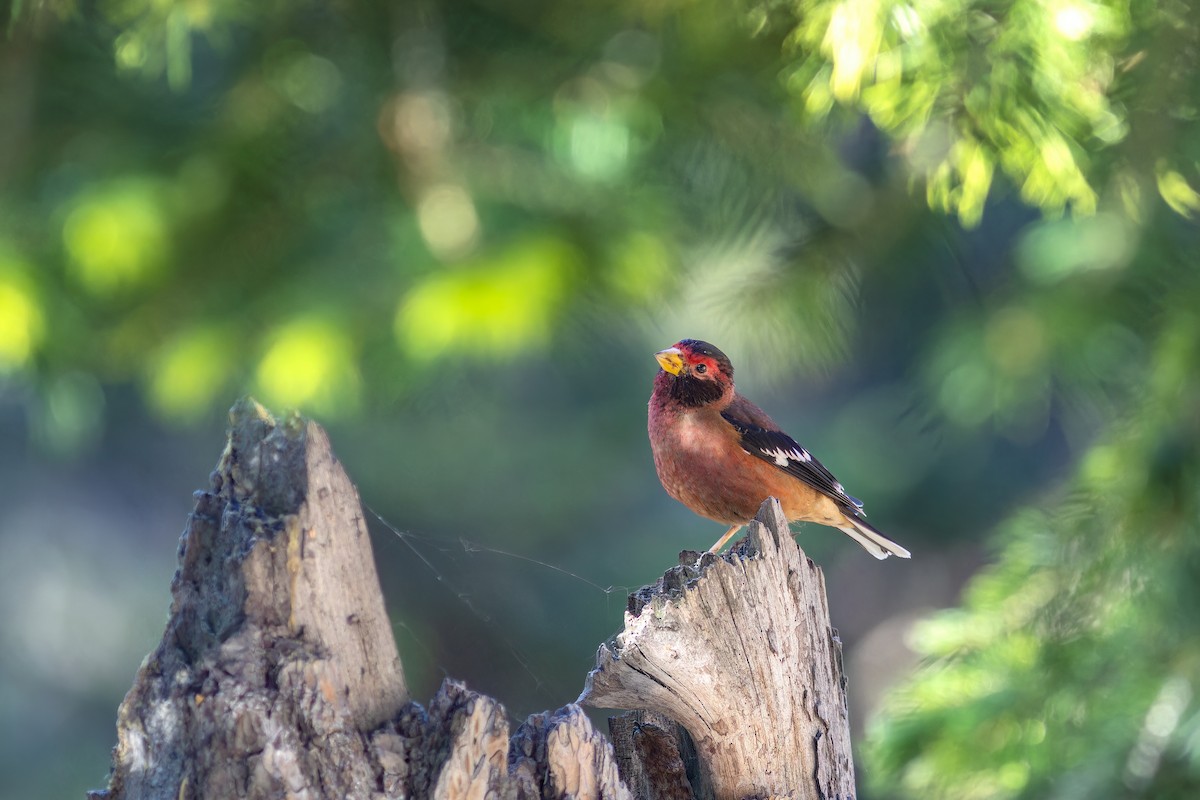 Spectacled Finch - ML620167681