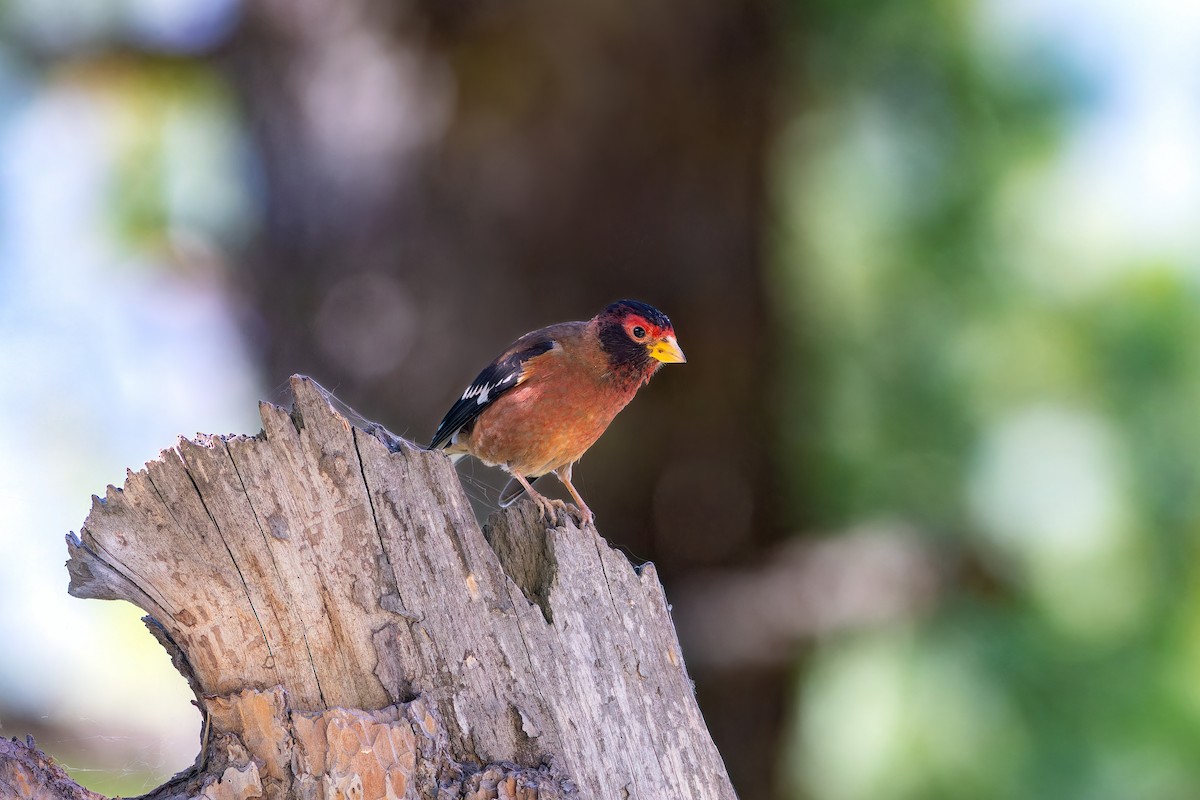 Spectacled Finch - ML620167682