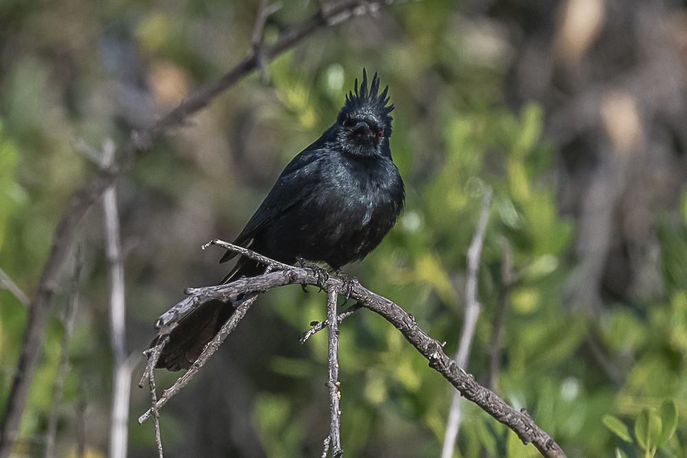 Capulinero Negro - ML620167688