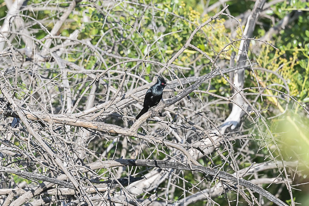 Capulinero Negro - ML620167693