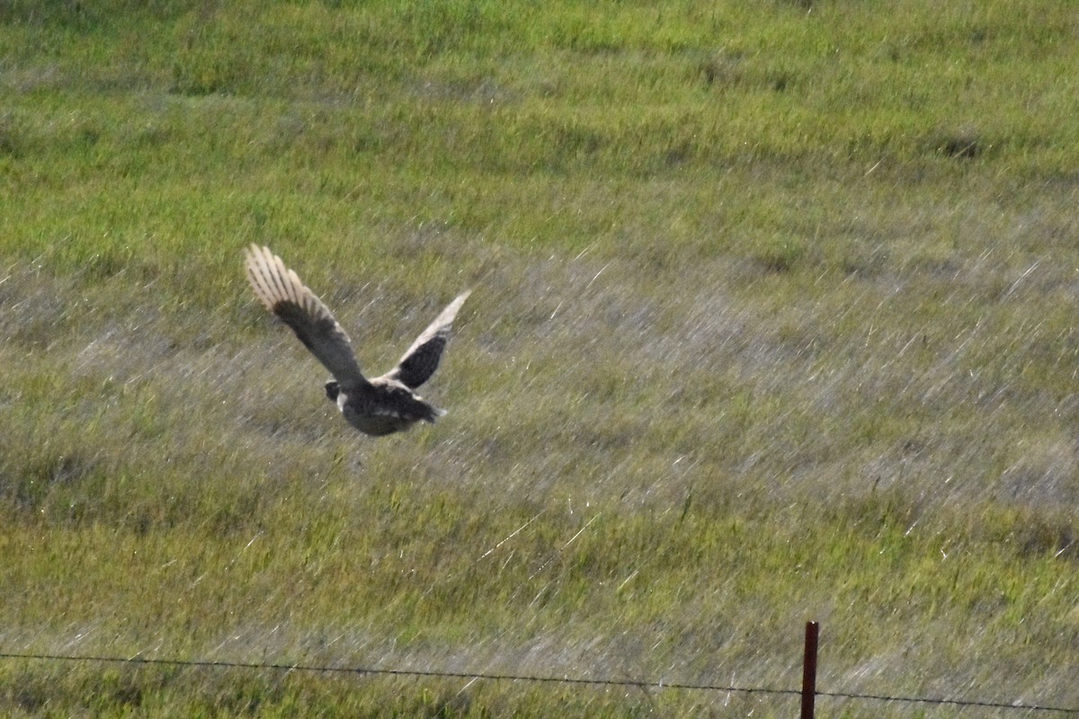 Sharp-tailed Grouse - ML620167696