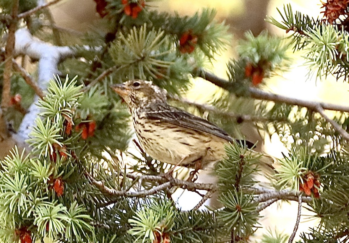 Cassin's Finch - ML620167699