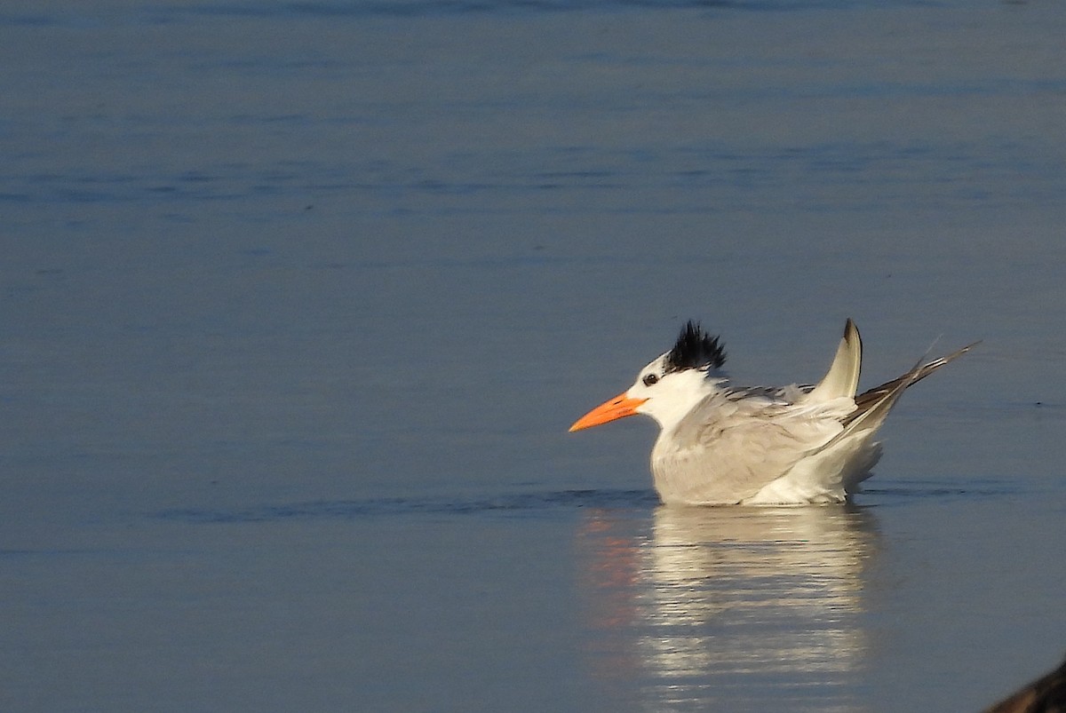 Royal Tern - ML620167700