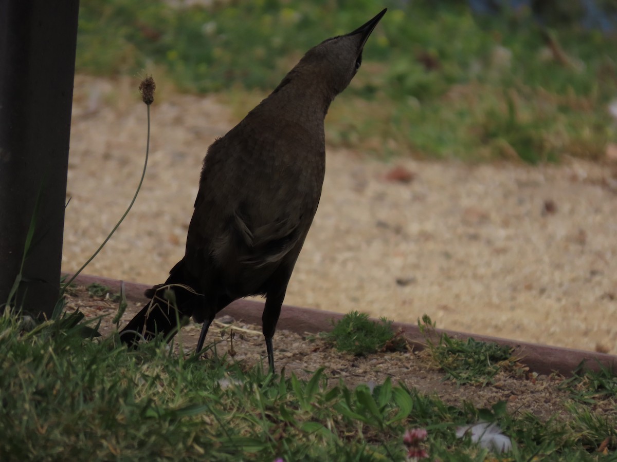 Great-tailed Grackle - ML620167702