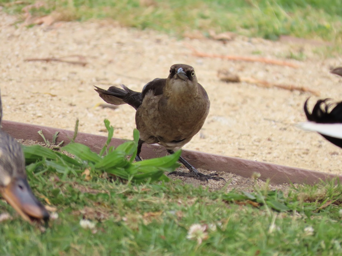Great-tailed Grackle - ML620167703