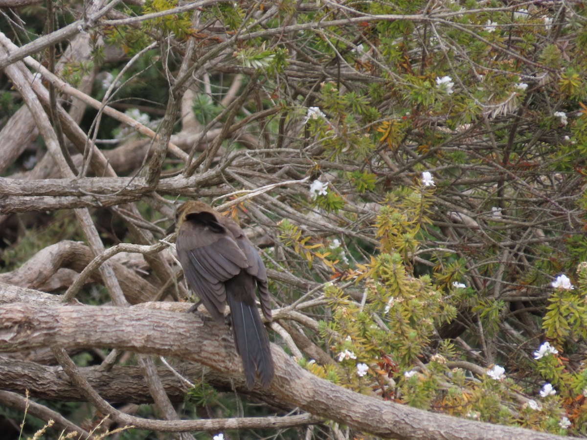 Great-tailed Grackle - ML620167704