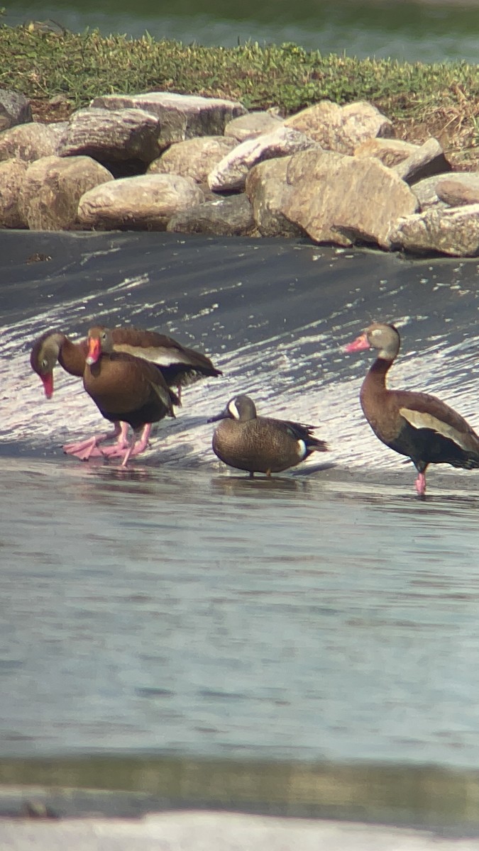 Blue-winged Teal - ML620167705