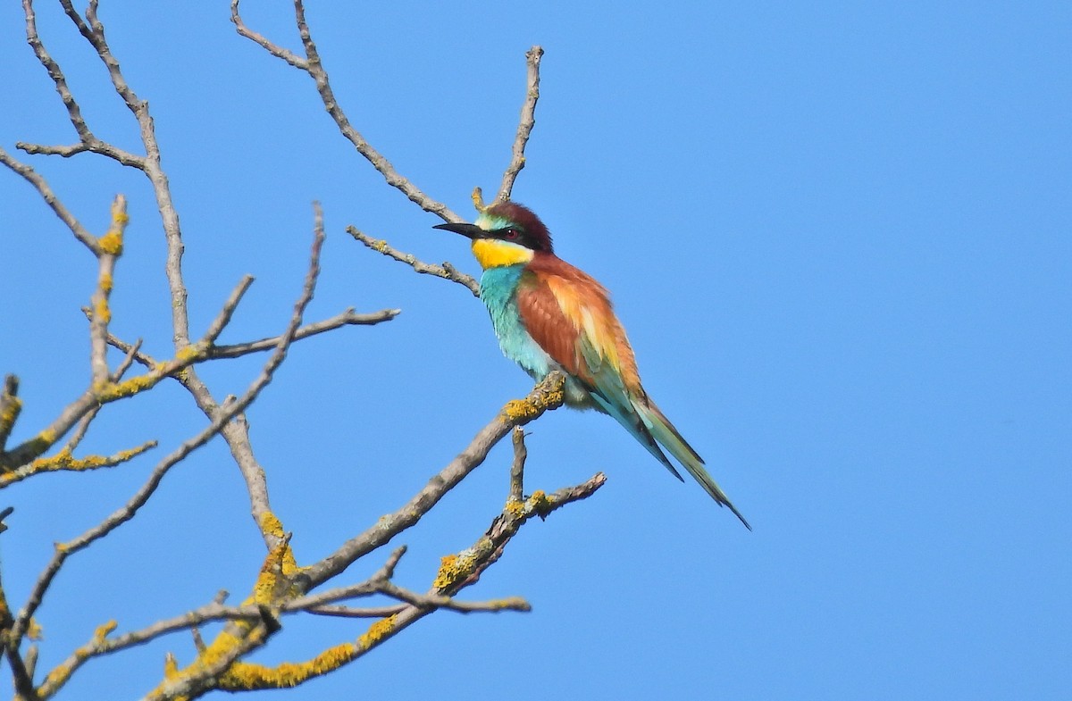 European Bee-eater - ML620167708