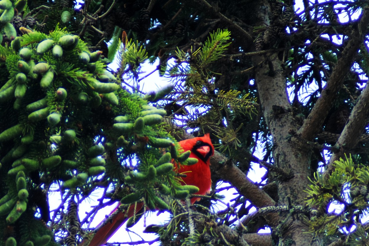 Northern Cardinal - ML620167710