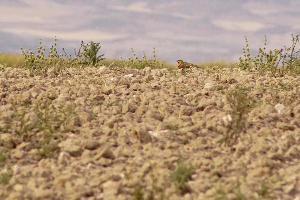 Pin-tailed Sandgrouse - ML620167718