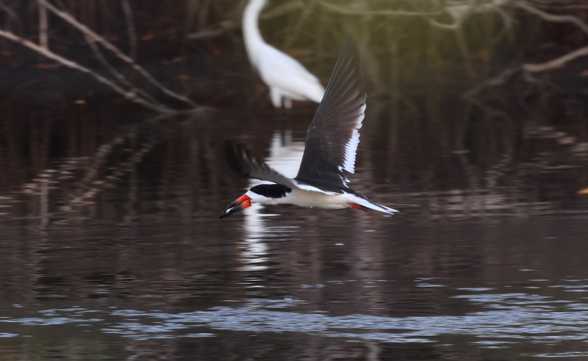 Black Skimmer - ML620167727