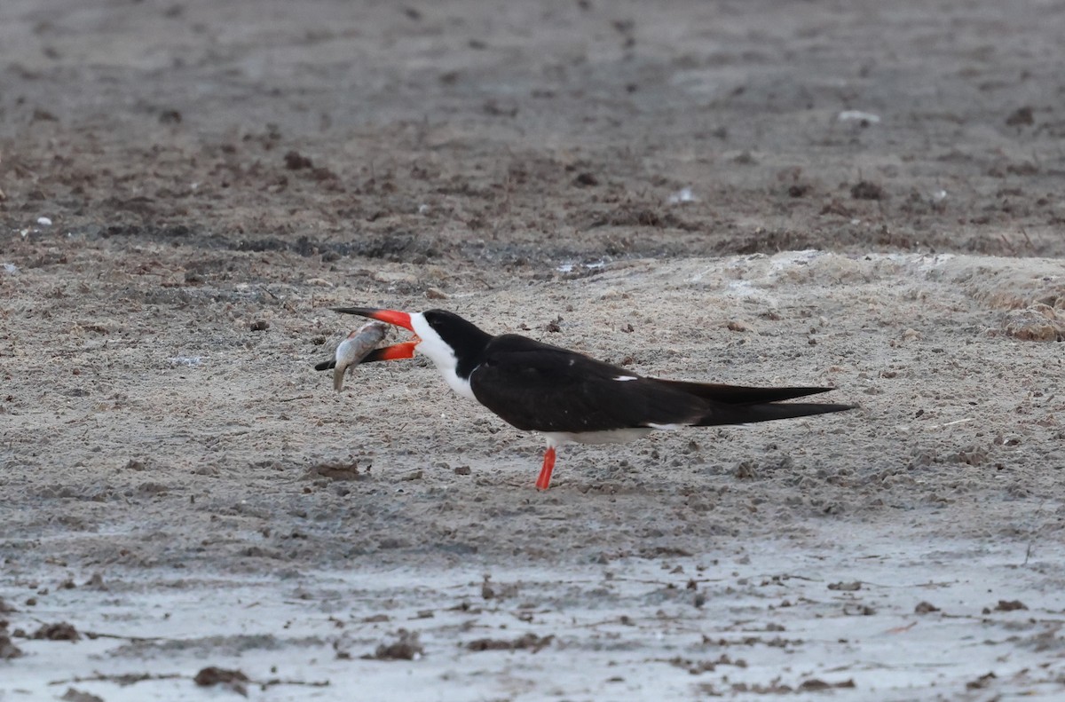 Black Skimmer - ML620167728