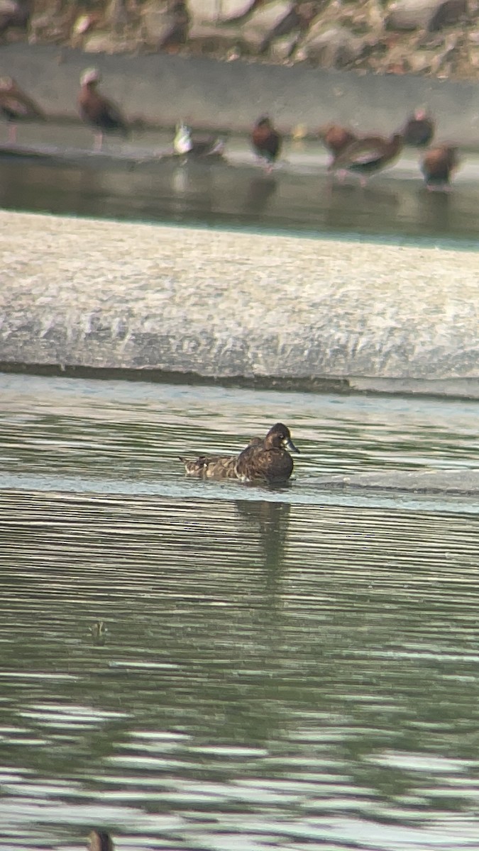 Lesser Scaup - ML620167731